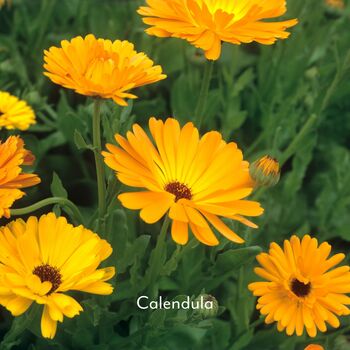 Grow Your Own Cottage Garden Flower Seeds, 7 of 7