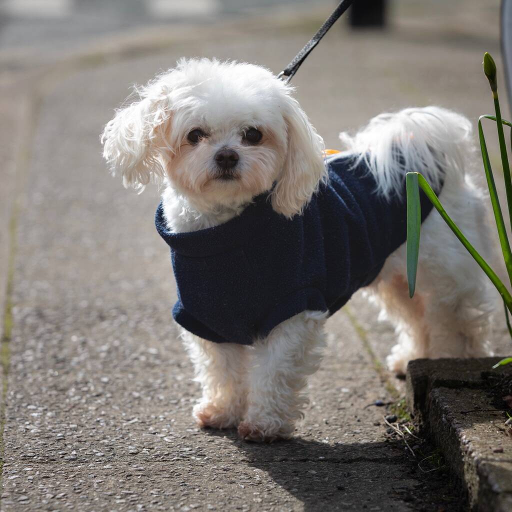 Maltipoo Polartec Dog Coat, 1 of 10