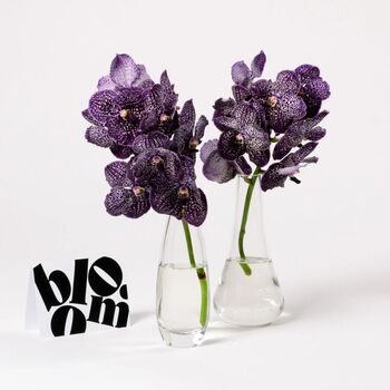 Purple Magic Vanda Orchid Flowers, 2 of 3
