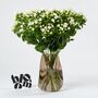 Porcelain White Bouvardia Fresh Flower Bouquet, thumbnail 1 of 3