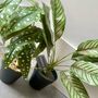 Artificial Potted Leafy Plant, thumbnail 5 of 5