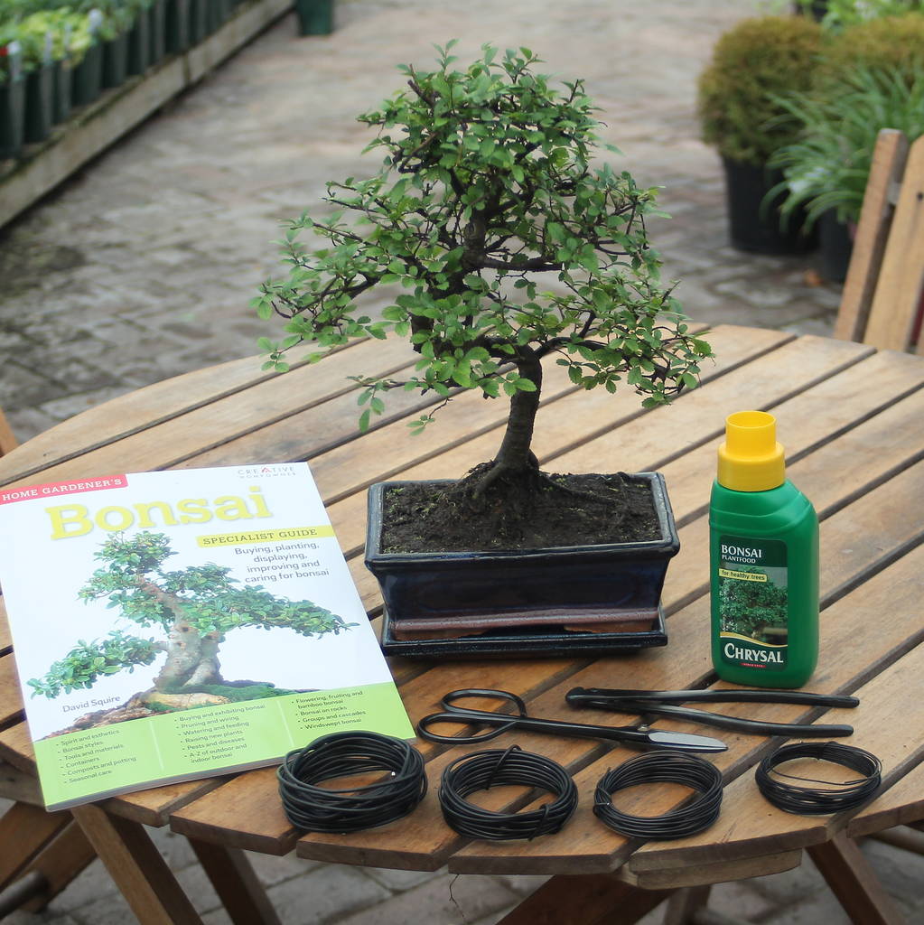 12 Year Old Bonsai Tree Premium Gift Set