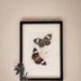 Set Of Four Framed Vintage Butterfly Art Prints, thumbnail 4 of 10