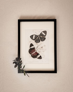 Set Of Four Framed Vintage Butterfly Art Prints, 4 of 10