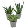 Amazing Aloe Vera Plants Mix, thumbnail 3 of 7