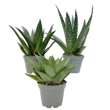 Amazing Aloe Vera Plants Mix, 3 of 7