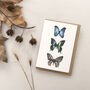 Butterfly Collection Greetings Card, thumbnail 1 of 3