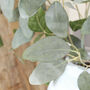 Grey Wash Eucalyptus Stems, thumbnail 2 of 3