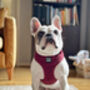 Burgundy Red Cord Dog Harness, thumbnail 4 of 6