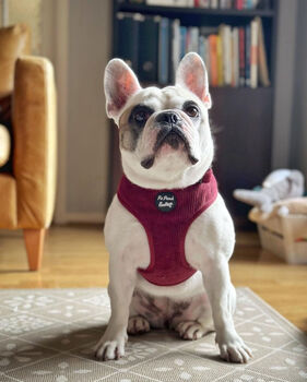 Burgundy Red Cord Dog Harness, 4 of 6