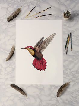 Ruby Topaz Hummingbird Giclée Art Print, 3 of 4