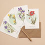British Wild Flowers Illustrated Notelet Set, thumbnail 5 of 12