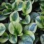 Houseplant Peperomia 'Obtusifolia' Full Plant 13cm Pot, thumbnail 2 of 5