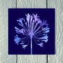 Agapanthus No.Two, thumbnail 1 of 2