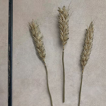 Trio Of Vintage Pressed Flower Frames Natural Wheat, 3 of 11