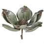 Pale Sage Clip On Magnolia Decoration, thumbnail 1 of 2