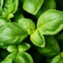Herb Basil 'Sweet Genovese' Three X Plants In 9cm Pots, thumbnail 4 of 5