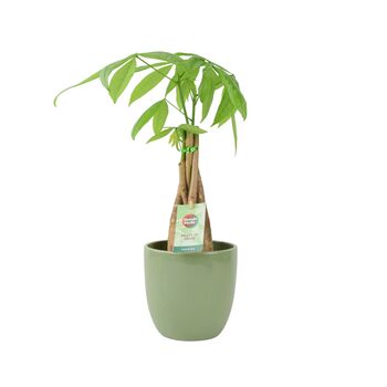 Pachira Money Tree With Braided Trunk – 12cm Pot, 3 of 12