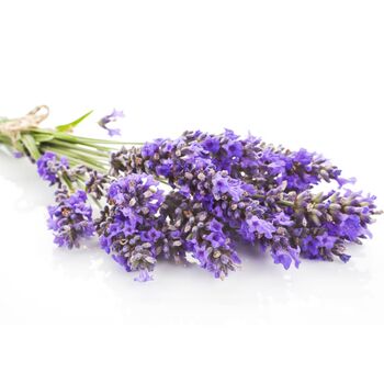 Lavender Plants Phenomenal Two X One Litre Pots, 6 of 6