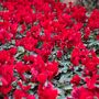 Winter Flower Cyclamen Rouge Six Plants In 10.5cm Pot, thumbnail 3 of 5