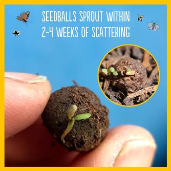 Hedgehog Seedball Wildflower Seed Ball Mix Tin, 5 of 10