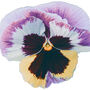 Flowers Pansy 'Coastal Sunrise Mix' 20 X Plant Pack, thumbnail 1 of 6