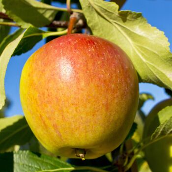 Fruit Trees Apple Cox Orange Pippin Bare Rooted, 5 of 5