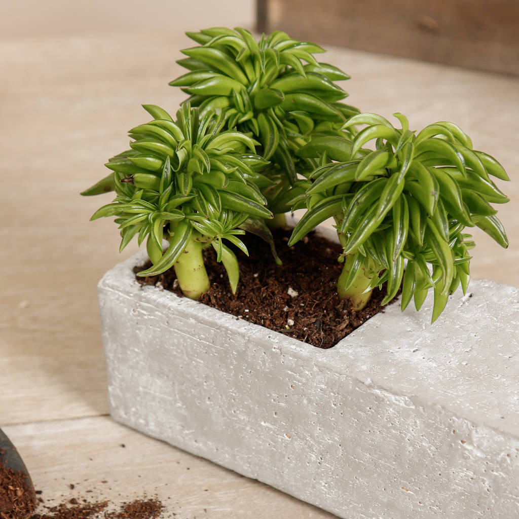Tanga Concrete Effect Tabletop Planter Box By Dibor
