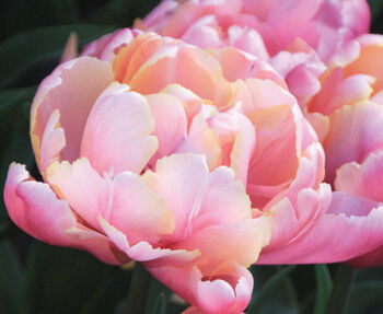 Tulip 'Pink Star' 15 Bulbs – Vibrant Pink Star Shaped Tulips, 2 of 7