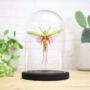 Rose Winged Grasshopper Insect Bug Moth Butterfly Bell Jar Entomology Taxidermy Interior Design Home Decor Cloche Modern Display Gift Ornament, thumbnail 1 of 4