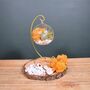 Diy Air Plant Terrarium Kit Hanging Terrarium Gift Orange Moss With Optional Gold Stand, thumbnail 4 of 6