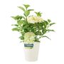 White Hydrangea Plant Elegant Shrub In 3 L Pot, thumbnail 4 of 7