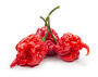 Chilli Plants 'Carolina Reaper' 1x Plant In 9cm Pot, thumbnail 1 of 9