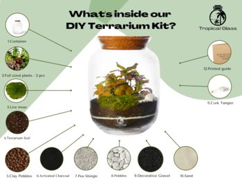 Fittonia Terrarium Diy Kit | 'Paris', 3 of 12