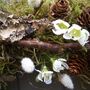 Pussy Willow And Wax Flower Wreath, thumbnail 3 of 10