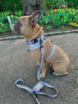 Safari Print Dog Harness Bundle Collar And Lead Set, 4 of 12