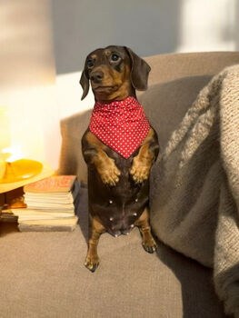 Classic Polka Dot Dog Bandana In Red, Green Or Purple, 11 of 12