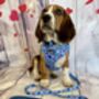 Blue Polka Dot Dog Harness Set, thumbnail 7 of 7