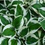 Hosta Plant 'Patriot' Two X Full Plants In Two Litre Pots, thumbnail 1 of 5