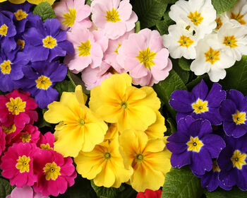 Primrose 'Cabaret Mix' Six X Full Plant Pack, 5 of 8