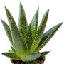 Lawyers' Tongue Aloe Succulent House Plant, thumbnail 6 of 7