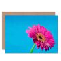 Gerbera Daisy Flower Pink Floral Thankyou Art Card, thumbnail 1 of 4