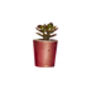 Concrete Pot Small With Cactus/ Succulent In Copper, thumbnail 4 of 5