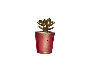 Concrete Pot Small With Cactus/ Succulent In Copper, 4 of 5