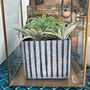 Surat Handmade Glass Planter, thumbnail 2 of 5