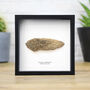 Woolly Mammoth Bone Box Frame Real Authentic Jurassic Dinosaur Fossil Museum Quality Natural History Interior Design Home Decor Display Gift Ornament, thumbnail 1 of 5