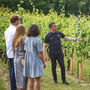 Vineyard Tour Experience At Chapel Down Vineyard, thumbnail 1 of 8