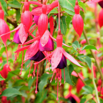 Fuchsia 'Lady Boothby' One Litre Pot, 2 of 6