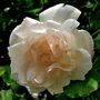 Climbing Rose Plant Rose 'Madame Alfred Carriere', thumbnail 4 of 5