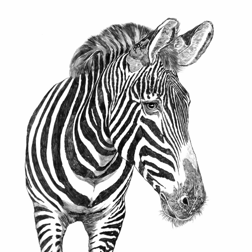Zebra Print By Ros Shiers | notonthehighstreet.com